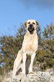 KANGAL 025